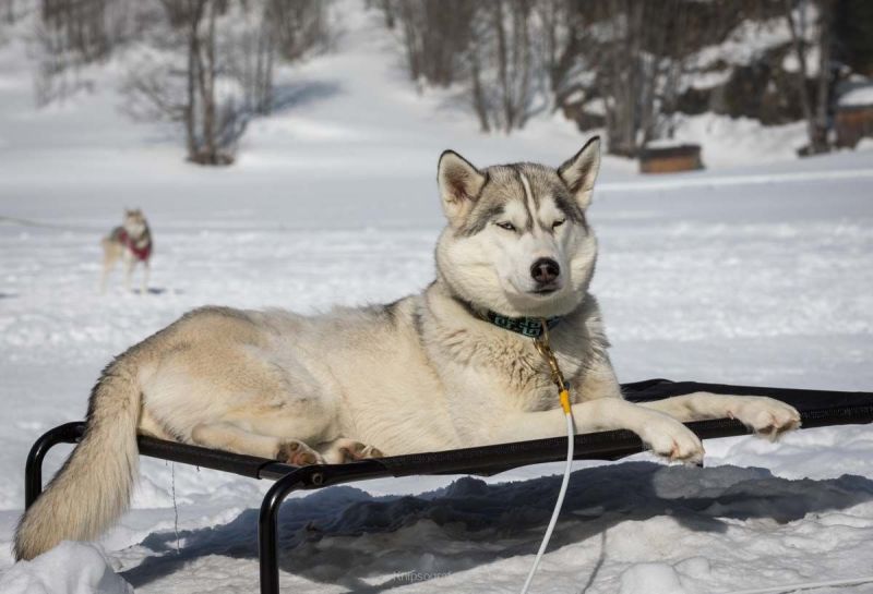 gaudenz_2018_hundeschlitten-rennengadmen_001