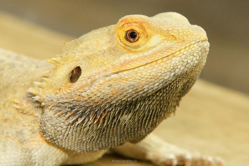 harry_2010_tonis_zoo_007