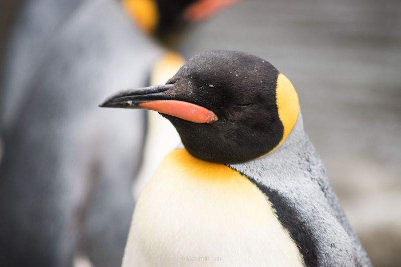 harry_2017_zoo_zurich_035