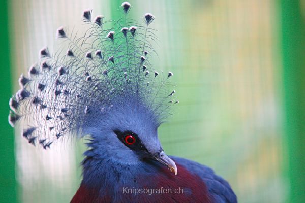 brigit_2010_tonis_zoo_016