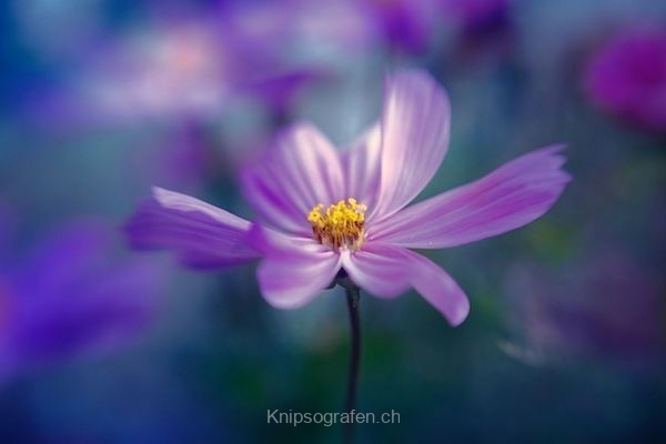 monique_2015_blumenbilder_003