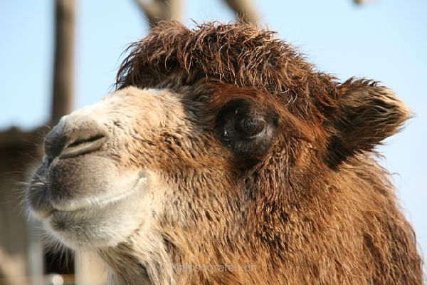 brigit_2010_tonis_zoo_002