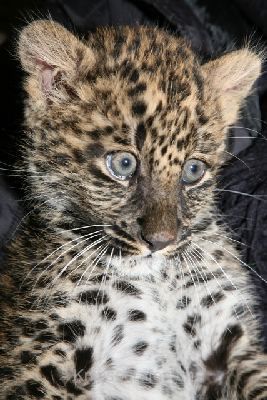 brigit_2010_tonis_zoo_010