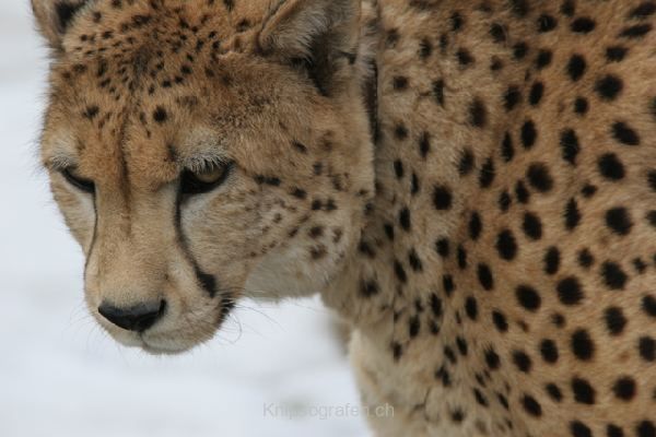 brigit_2010_tonis_zoo_011