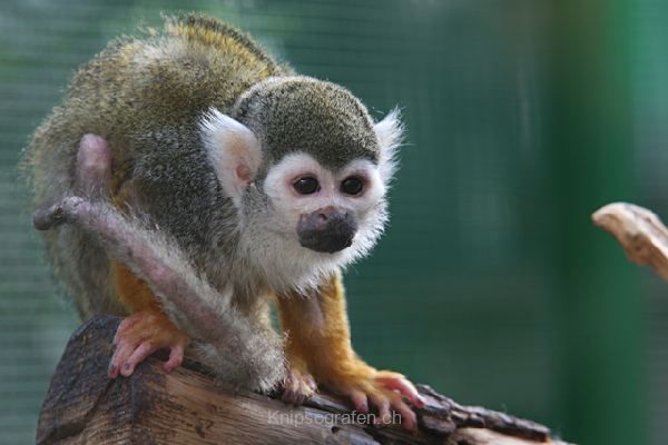brigit_2010_tonis_zoo_018