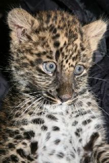 brigit_2010_tonis_zoo_010