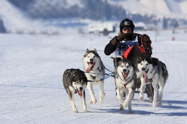 brigit_2012_hundeschlitten_studen_017