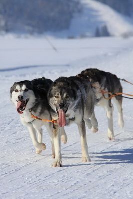 brigit_2012_hundeschlitten_studen_018