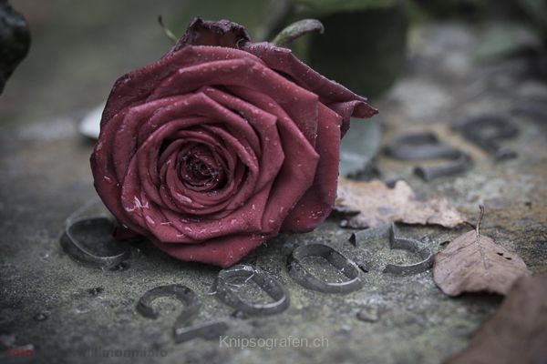 brigit_2014_englischer_friedhof_004