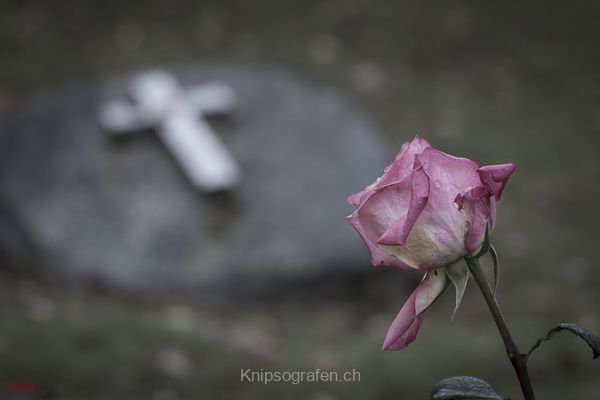 brigit_2014_englischer_friedhof_005