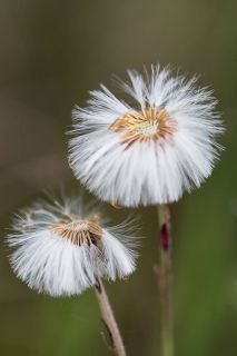 brigit_2016_naturlehrgebiet_ettiswil_001
