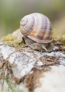 brigit_2016_naturlehrgebiet_ettiswil_007