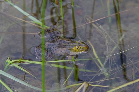 brigit_2016_naturlehrgebiet_ettiswil_008