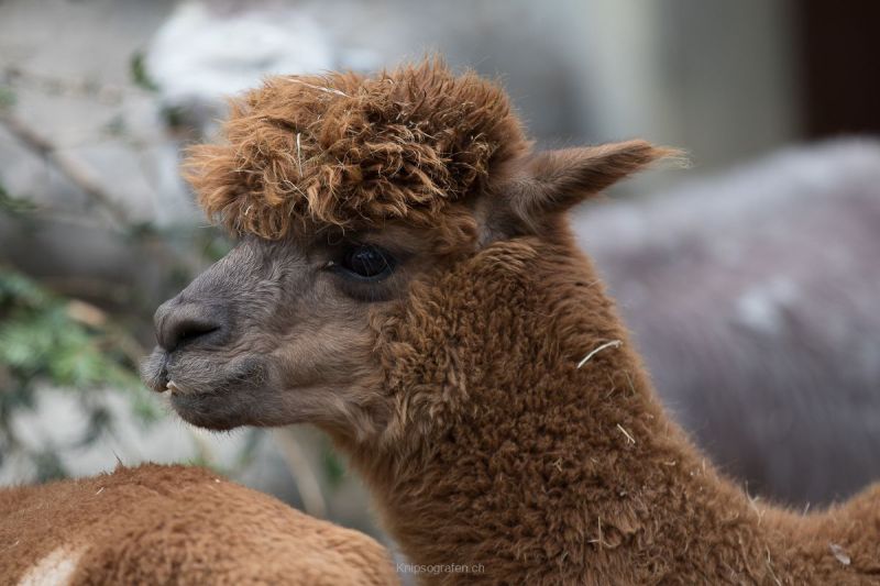 brigit_2017_zoo_zurich_001