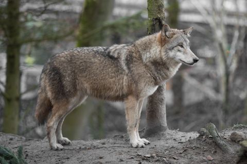 brigit_2017_zoo_zurich_002