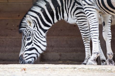 brigit_2017_zoo_zurich_003