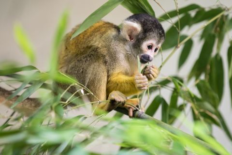 brigit_2017_zoo_zurich_004
