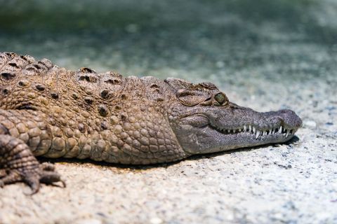 brigit_2017_zoo_zurich_005