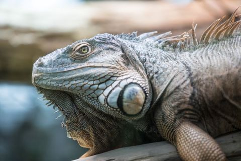 brigit_2017_zoo_zurich_006