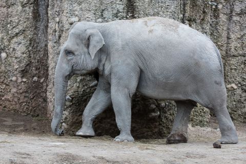 brigit_2017_zoo_zurich_007