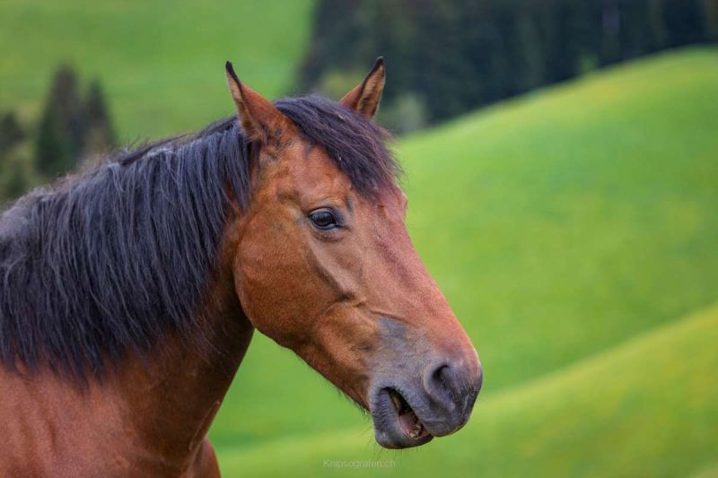 brigit_2024_weekend_emmental_003