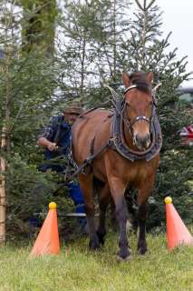 brigit_2025_holzruecken-beromuenster_003