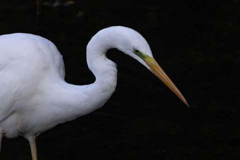 brigit_2025_wildvoegel_flachsee_001