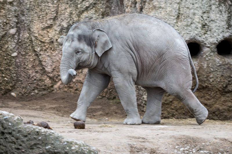 gaudenz_2017_zoo_zurich_007