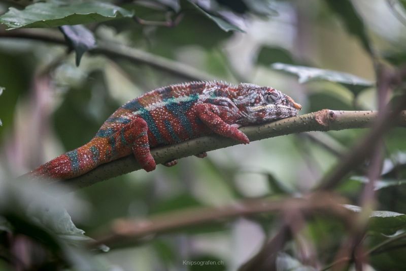 gaudenz_2017_zoo_zurich_008