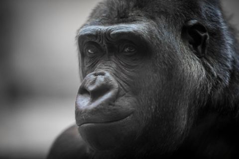 gaudenz_2017_zoo_zurich_001