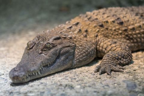 gaudenz_2017_zoo_zurich_002