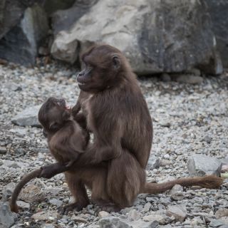 gaudenz_2017_zoo_zurich_003