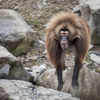 gaudenz_2017_zoo_zurich_004