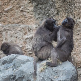 gaudenz_2017_zoo_zurich_006