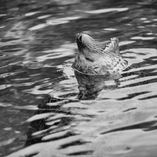 gaudenz_2017_zoo_zurich_009