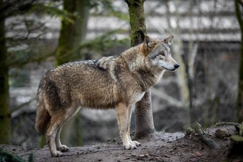 gaudenz_2017_zoo_zurich_011