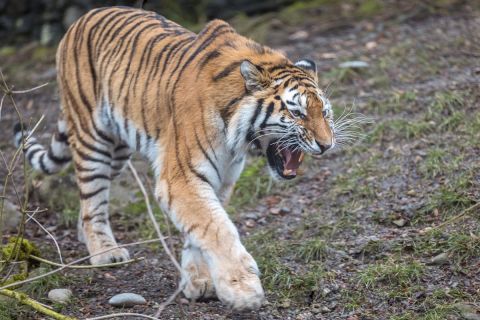 gaudenz_2017_zoo_zurich_012