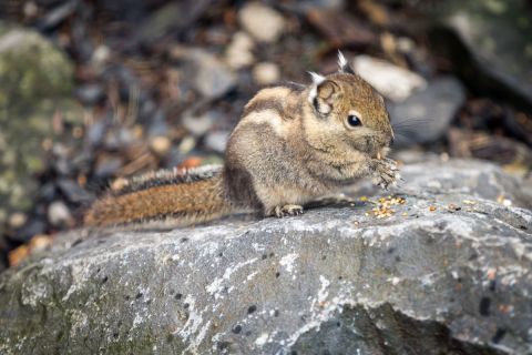 gaudenz_2017_zoo_zurich_013
