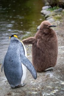gaudenz_2017_zoo_zurich_014