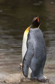 gaudenz_2017_zoo_zurich_015
