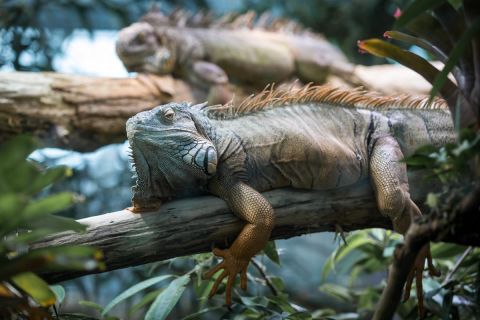 gaudenz_2017_zoo_zurich_016