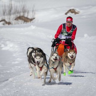 gaudenz_2018_hundeschlitten-rennengadmen_005