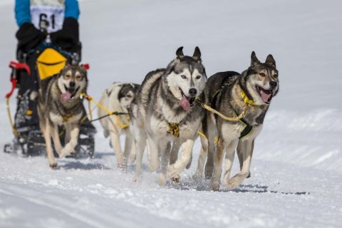 gaudenz_2018_hundeschlitten-rennengadmen_007
