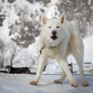 gaudenz_2018_hundeschlitten-rennengadmen_009