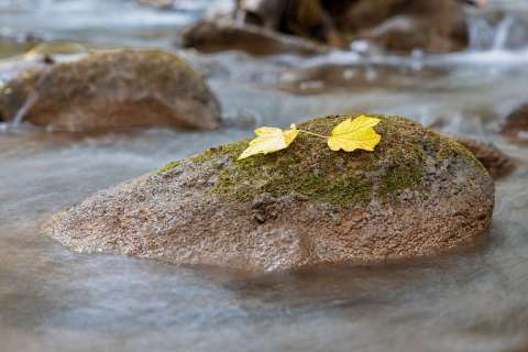 gaudenz_2025_fliessendes_wasser-wyna_002