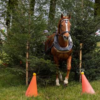 gaudenz_2025_holzruecken-beromuenster_004