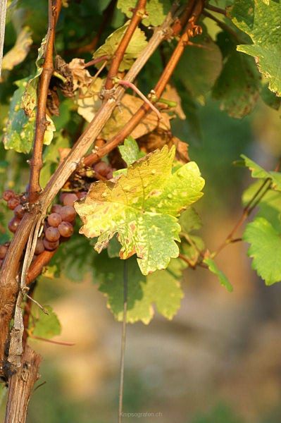 harry_2007_weekend_elsass_018