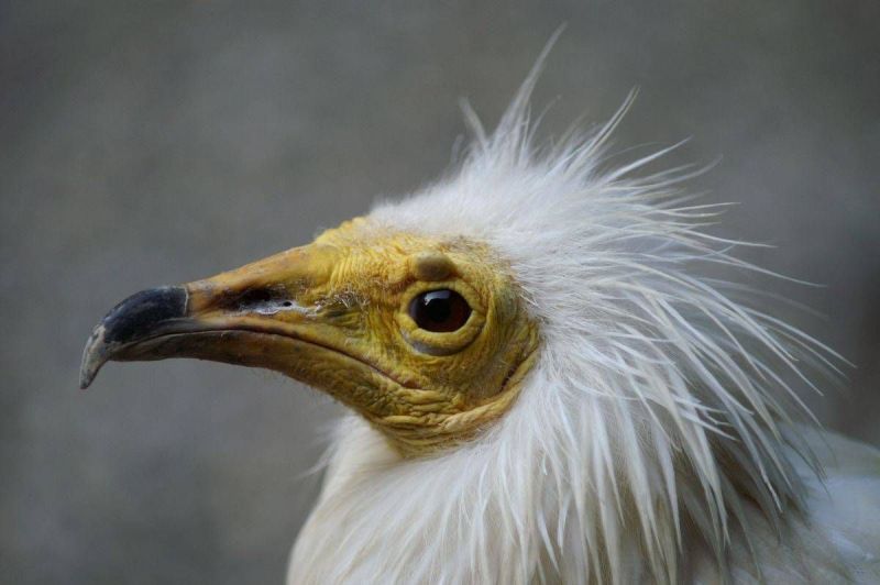 harry_2007_weekend_elsass_040