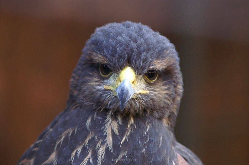 harry_2007_weekend_elsass_041