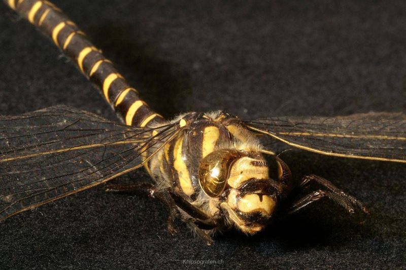harry_2008_insekten-makros_017